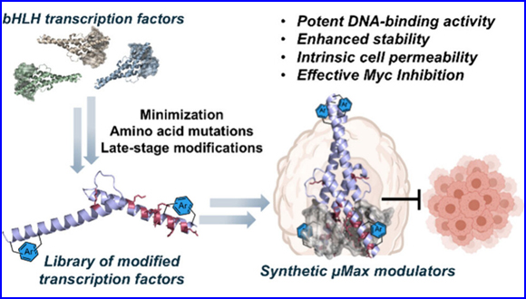 Chemical Engineering of Transcription Factors Uncovered Cell-Permeable μMax Modulators