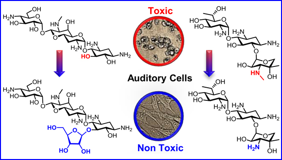 Chemical Modifications Reduce Auditory Cell Damage Induced by Aminoglycoside Antibiotics