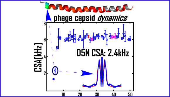 Dynamics and Rigidity of an Intact Filamentous Bacteriophage Virus Probed by Magic Angle Spinning NMR