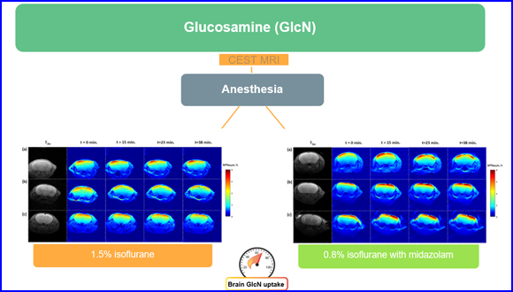 Effect of reducing isoflurane level on glucosamine uptake in the mouse brain during magnetic resonance imaging studies