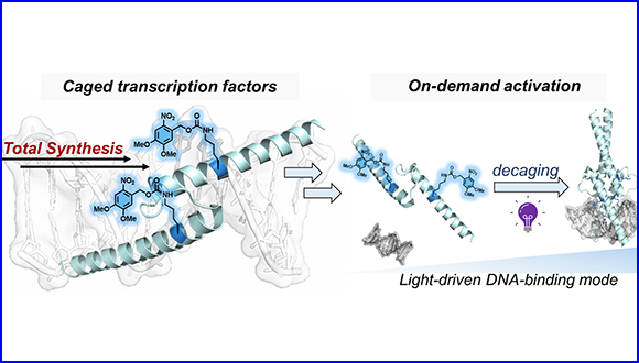 Engineering Light-Responsive Transcription Factors via Strategic Masking of Post-translational Modification Residues