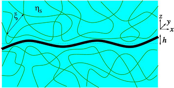 Membrane undulations in a structured fluid: Universal dynamics at intermediate length and time scales