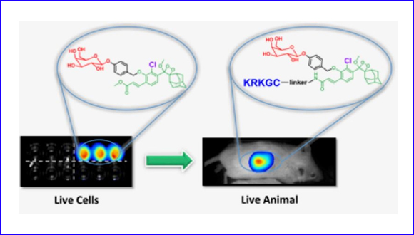 Ortho-Chlorination of phenoxy 1,2-dioxetane yields superior chemiluminescence probes for in vitro and in vivo imaging