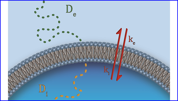 Quantifying Transmembrane Water Exchange by Diffusion NMR Methods: From Yeast Cells to Optic Nerve Ex Vivo