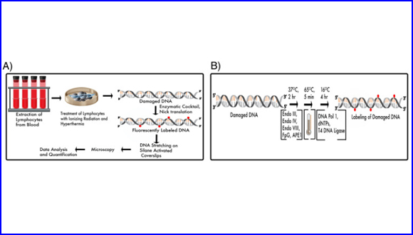 Quantifying DNA damage induced by ionizing radiation and hyperthermia using single DNA molecule imaging