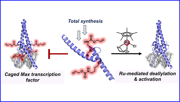 Ruthenium-Catalyzed Dual Lysine Deallylation Enables Unmasking and Activation of Caged Max Transcription Factor