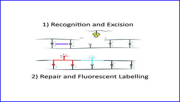 Simultaneous detection of multiple DNA damage types by multi-colour fluorescent labelling†