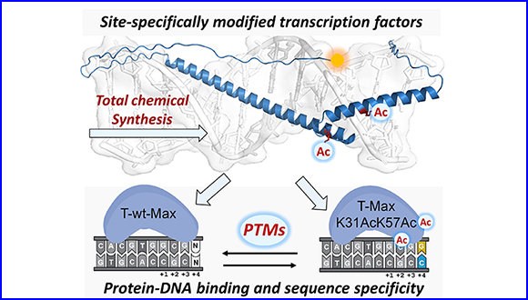 Site-Specific Acetylation of the Transcription Factor Protein Max Modulates Its DNA Binding Activity