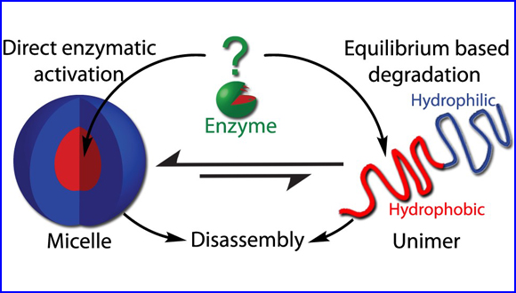 Using High Molecular Precision to Study Enzymatically Induced Disassembly of Polymeric Nanocarriers